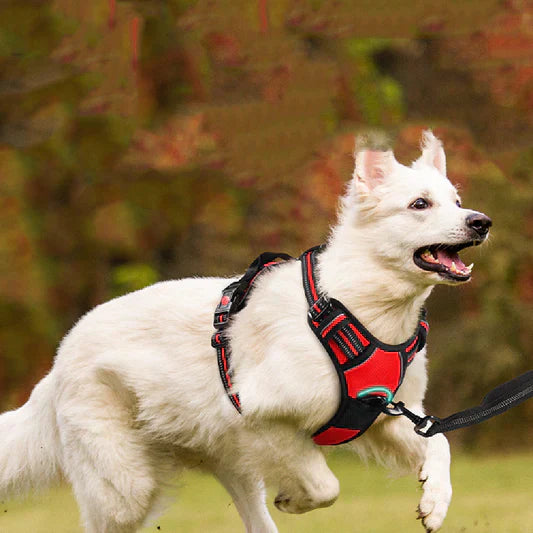 Unleash Adventure with the Pet Traction Rope Chest Strap