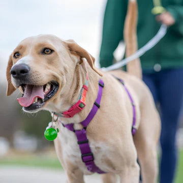 PET LEASHES