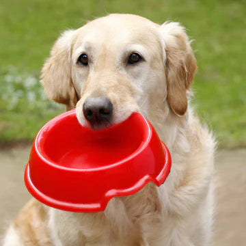 PET FEEDING