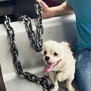 🔥Funny  Dog Chain🐾
