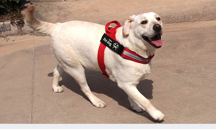 Dog Walking Chain Leash Medium