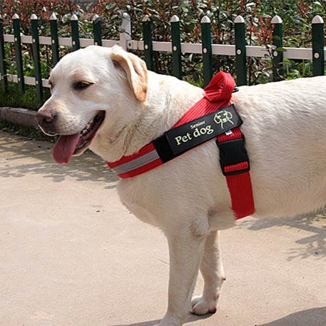 Dog Walking Chain Leash Medium